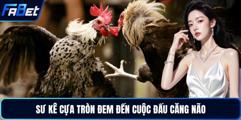Sư kê cựa tròn đem đến cuộc đấu căng não